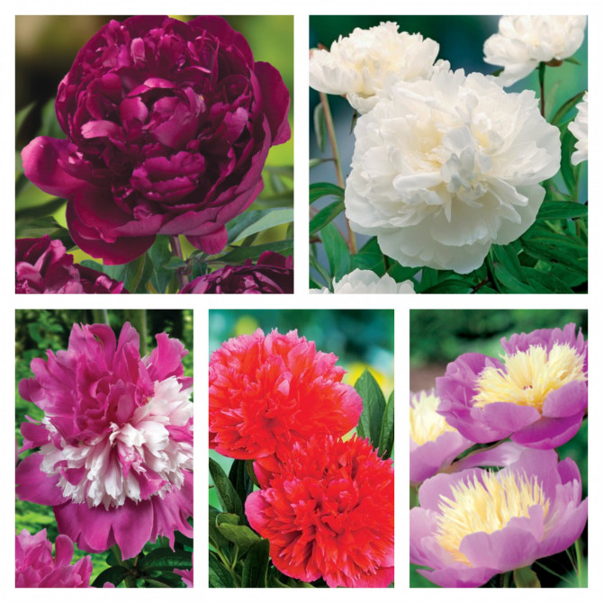 Peonijas Izlase Nr.4, 5šķ. 20gab