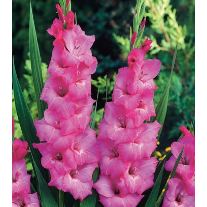 Gladiolas FIDELIO 14/+ 60gab