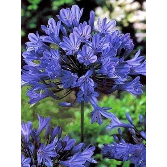 Agapants jeb Āfrikas lilija Violeti zilas 8gab
