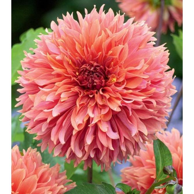 Dālijas ORANGE FUBUKI 8gab