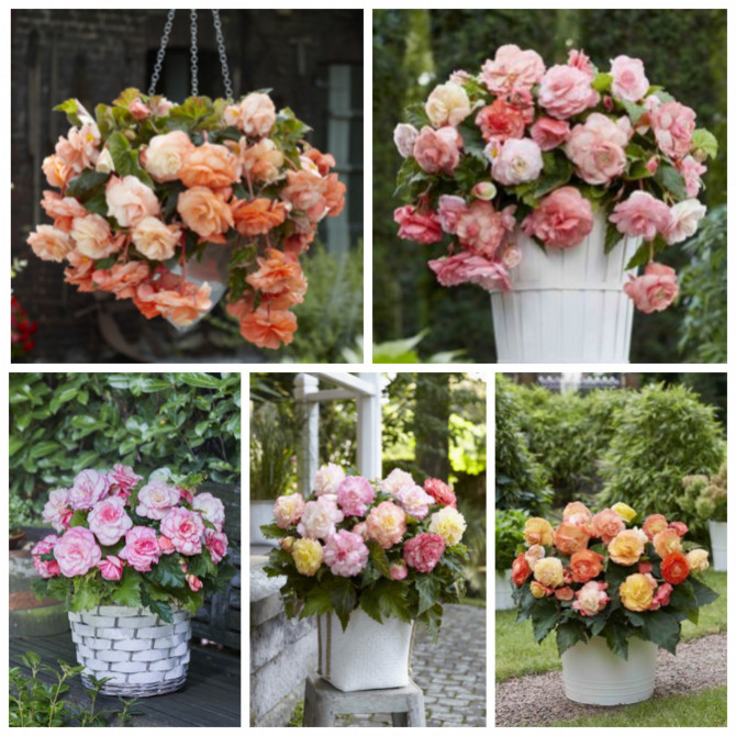 Begonijas Kolekcionāra izlase 5/+ 50gab