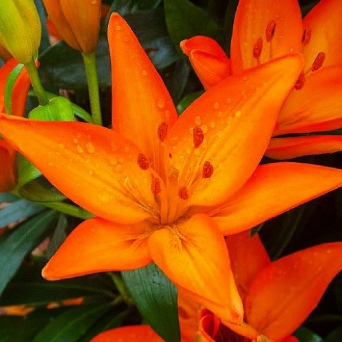 Lilijas Āzijas ORANGE TON 16/18 20gab