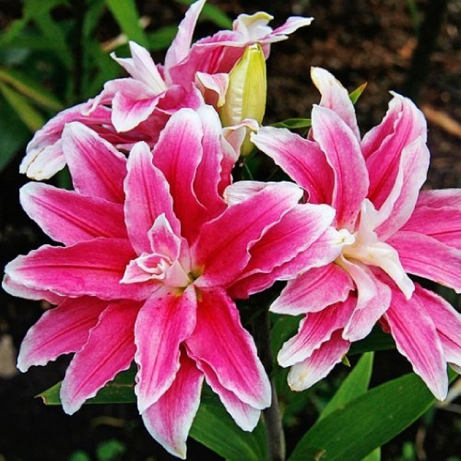 Lilija Austrumu pildīta Lila Cloud 16/18 10gab