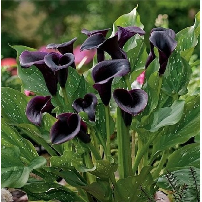 Kallas jeb zantedešijas ODESSA 18/20 10gab