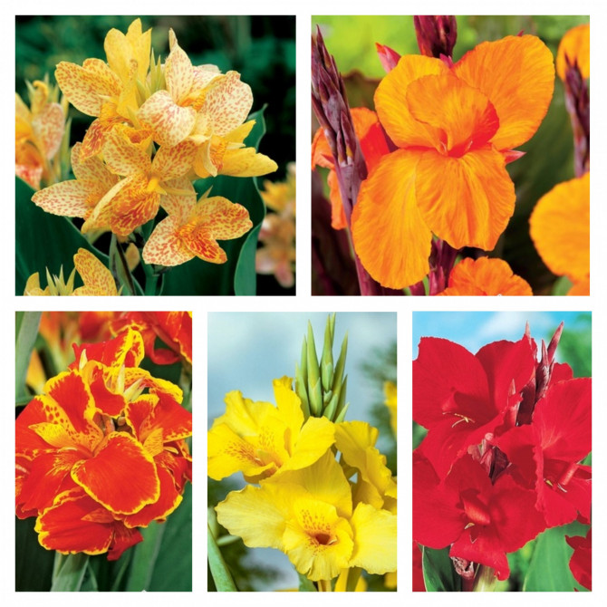 Kannas izlase Nr.4 40gab