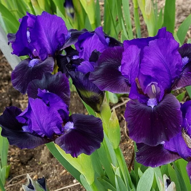 Īriss zemais dārza Little Saphire 8gab