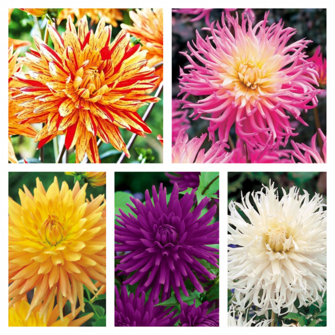 Dālijas kaktusziedu Izlase Nr.3 20gab