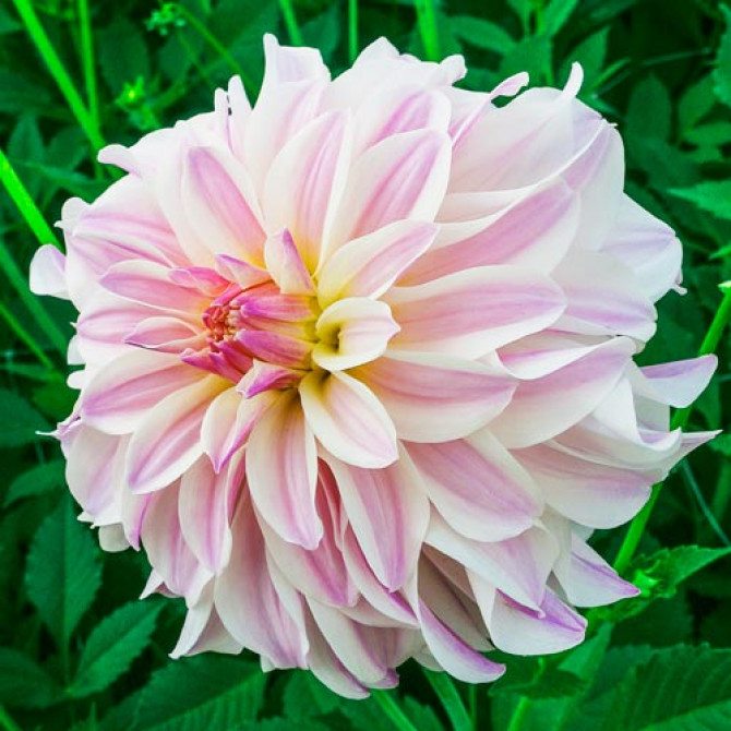 Dālijas Time For All 8gab