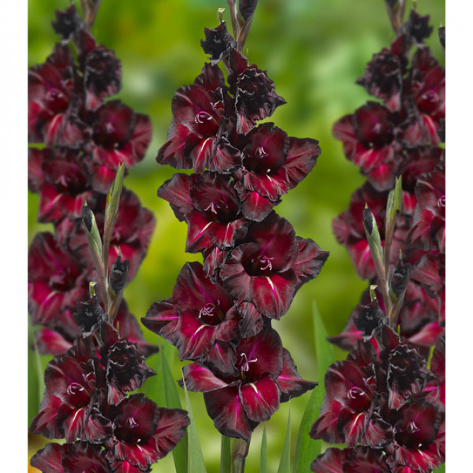 Gladiolas lielziedu BLACK SEA 12/14 60gab