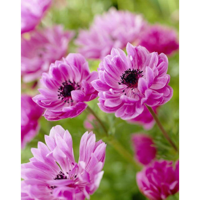 Anemones ADMIRAL 5/+ 100gab