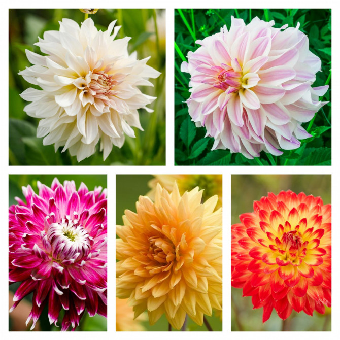 Dāliju izlase Nr.2 5šķ. 40 gab