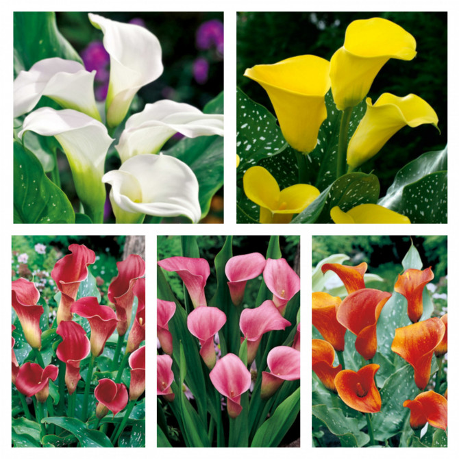 Kallas Izlase Nr.1 20/24 25gab