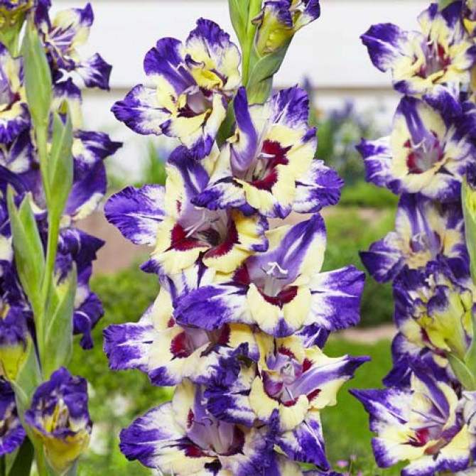 Gladiolas lielziedu Circus Color 12/14 60gab