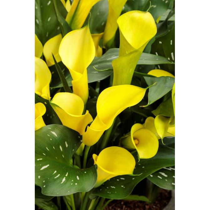 Kallas jeb zantedešijas Dzeltenas 20/22 10gab