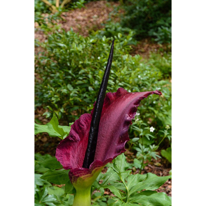 Kalla Pūķkalla 20/25 10gab