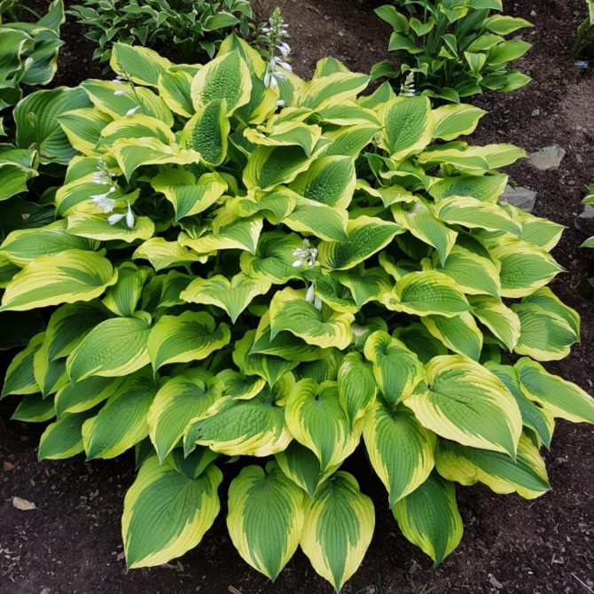 Hostas SATISFACTION 8gab