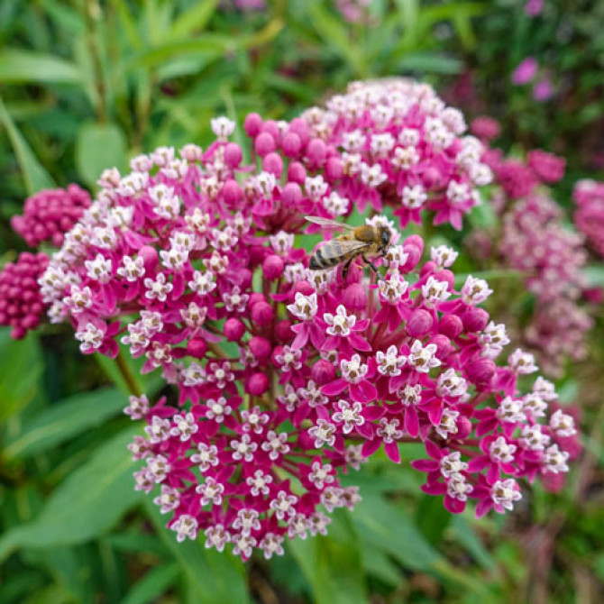 Asklēpijas Soulmate 8gab