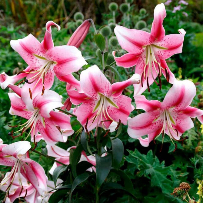 Lilijas OT hibrīds Anastasia 16/18 20gab