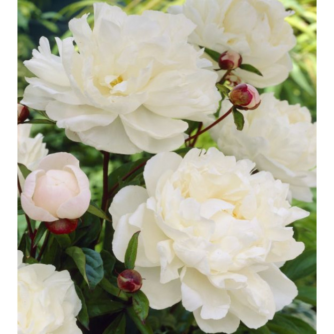 Peonijas Gardenia 2/3 4gab