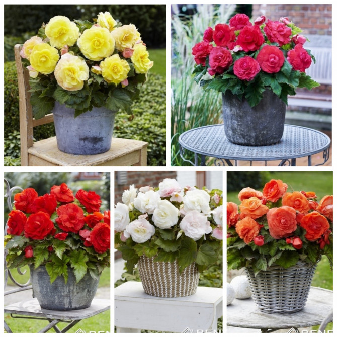 Begonijas Superba Izlase 5/+ 5šķ. 100gab