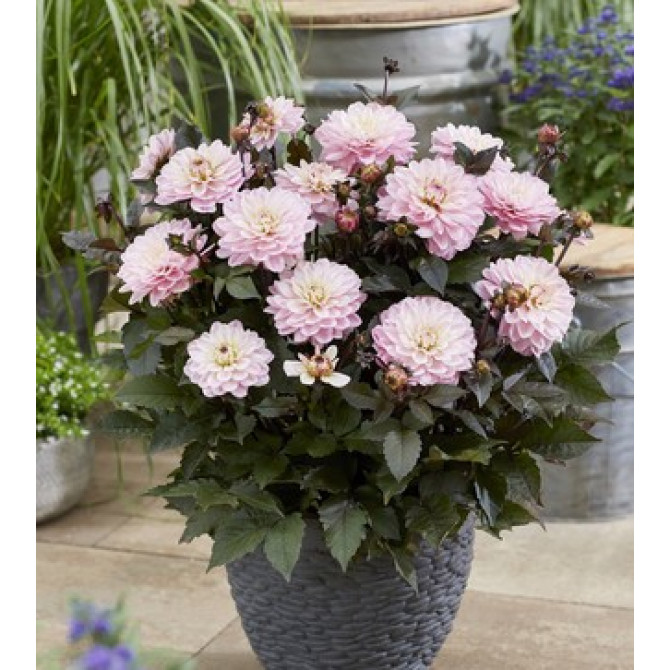 Dālijas Melodie Harmony 8gab