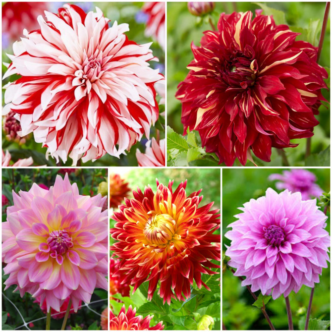 Dāliju izlase Nr.4 5šķ. 20gab