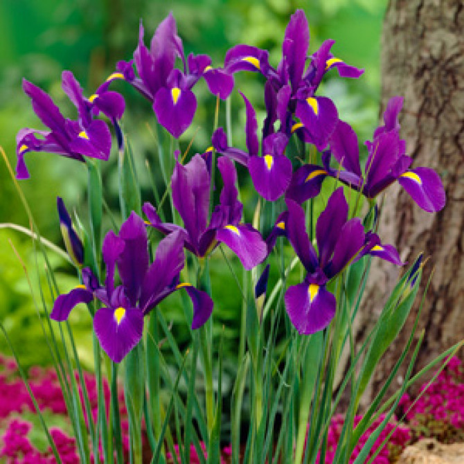 Īrisi holandes PURPLE SENSATION 8/+ 100gab