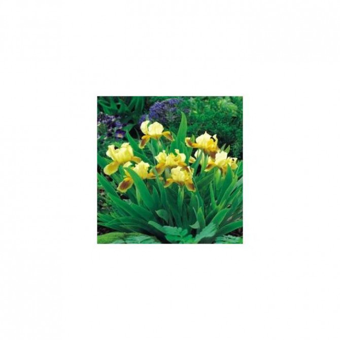 Īrisi zemie RITZ 8gab