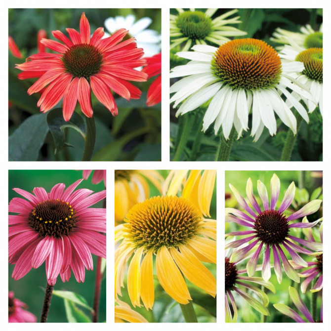 Ehinācijas izlase 5 šķ. 20gab