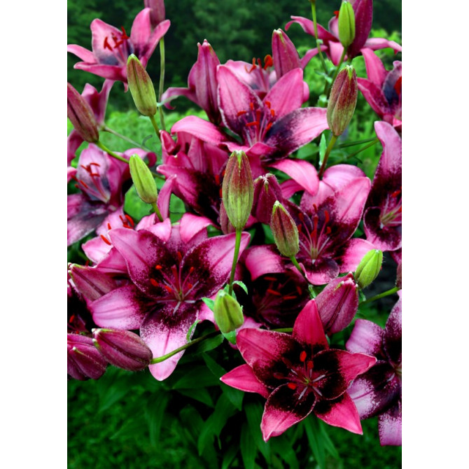 Lilijas Āzijas divkrāsu Purple dream  18/20 16gb