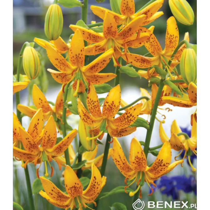 Lilijas Martagonlilijas GUINEA GOLD 16/18 10gab