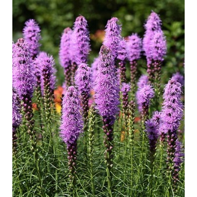 Liatre vārpu Violeta 10/12 100gab