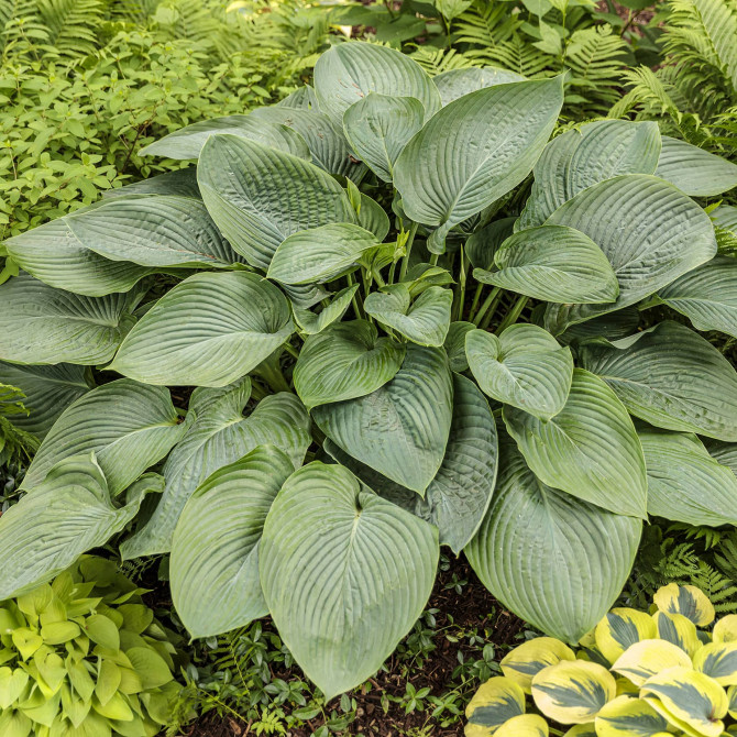 Hostas Empress Wu 8gab