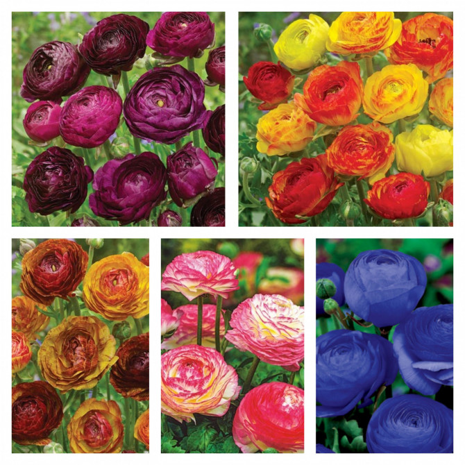 Gundegu Izlase Nr.2 6/+ 500gab