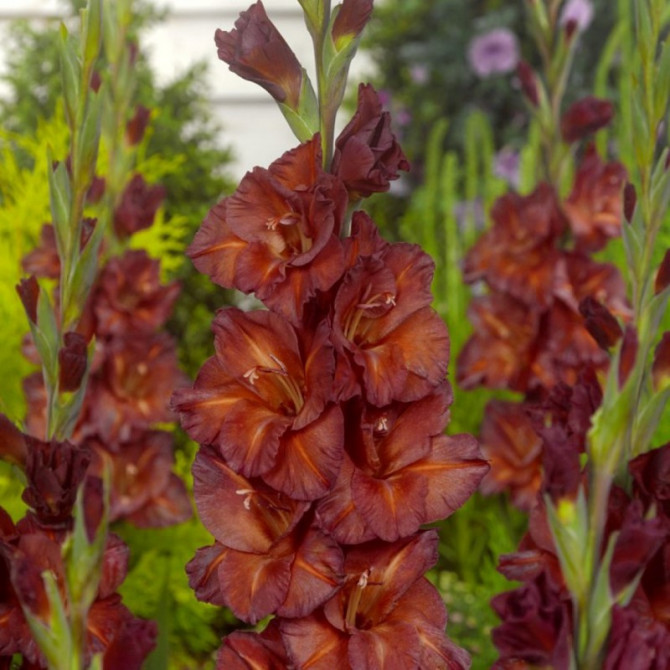 Gladiolas lielziedu Chocolate 12/14 60gab
