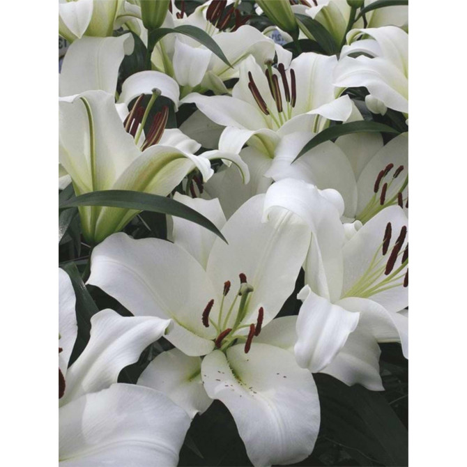 Lilijas OT MONTE BIANCO 16/18 20gab