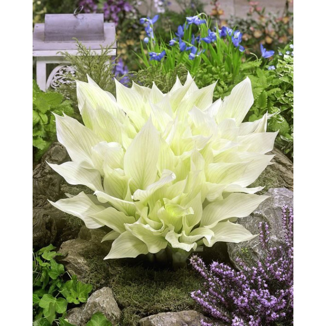 Hostas White Feather 8gab