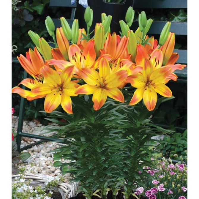 Lilijas Āzijas zemās HAPPY MEMORIES 16/18 20gab