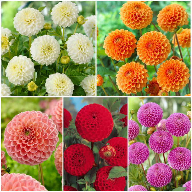 Dālijas pomponu Izlase 40gab