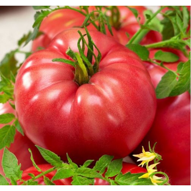 Tomāti MALINOWY OLBRZYM 0.5g