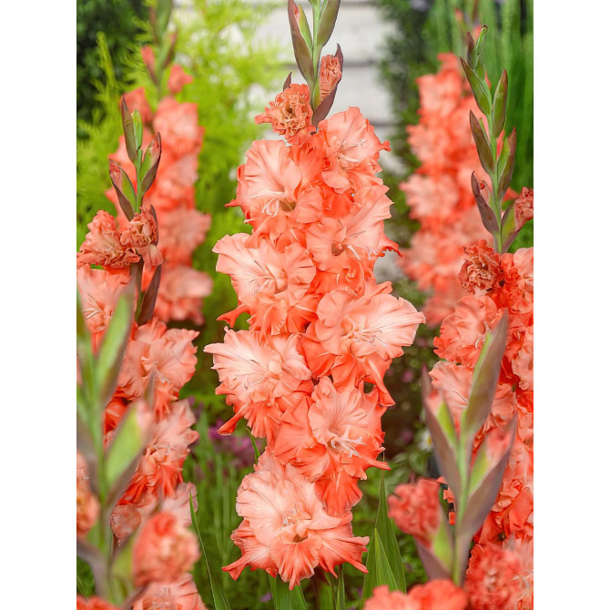 Gladiolas Coral Crush 12/14 60gab