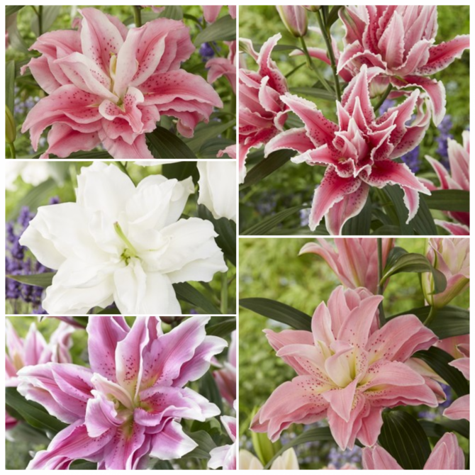Lilijas Roselily Nr.1 18/20 5šķ. 25gab