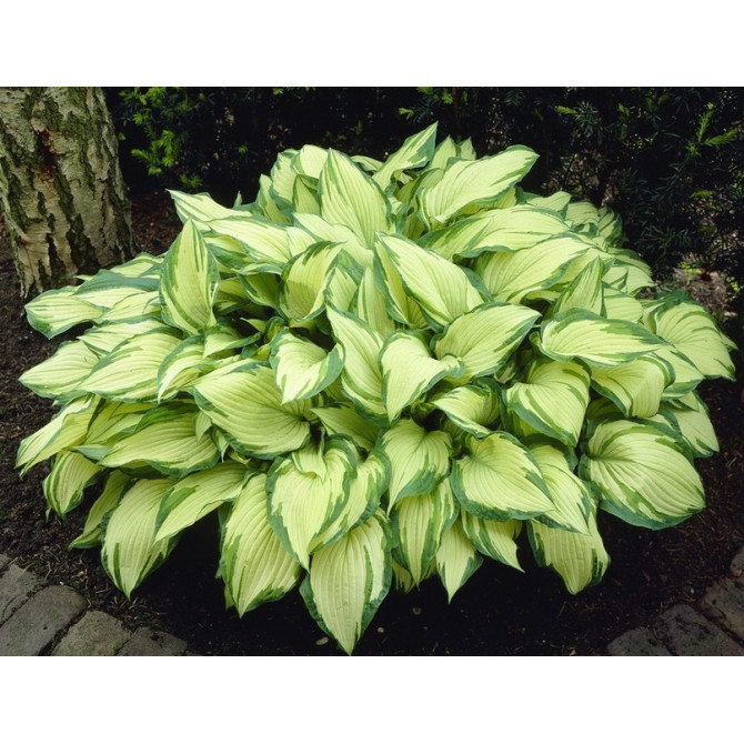 Hostas Albopicta 8gab