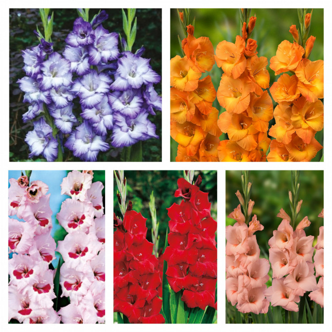 Gladiolas lielz. Izlase Nr.6 12/14, 5šķ. 300gab