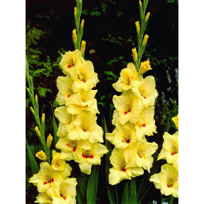 Gladiolas lielziedu PLATINI 12/14 60gab