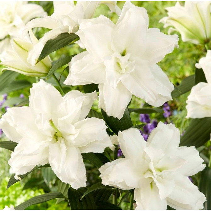 Lilijas Roselily Dejima 18/20 10gab