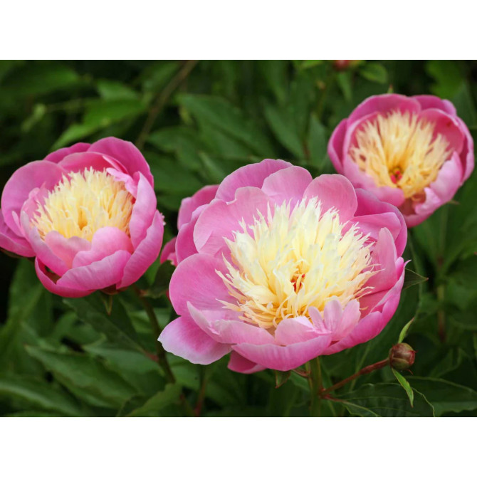 Peonijas Bowl of Beauty 2/3 4gab