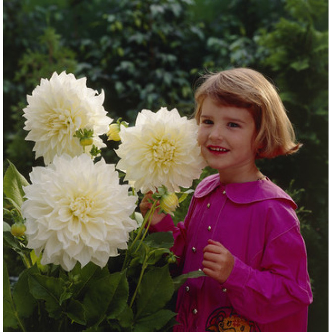 Dālijas White Perfection 8gab