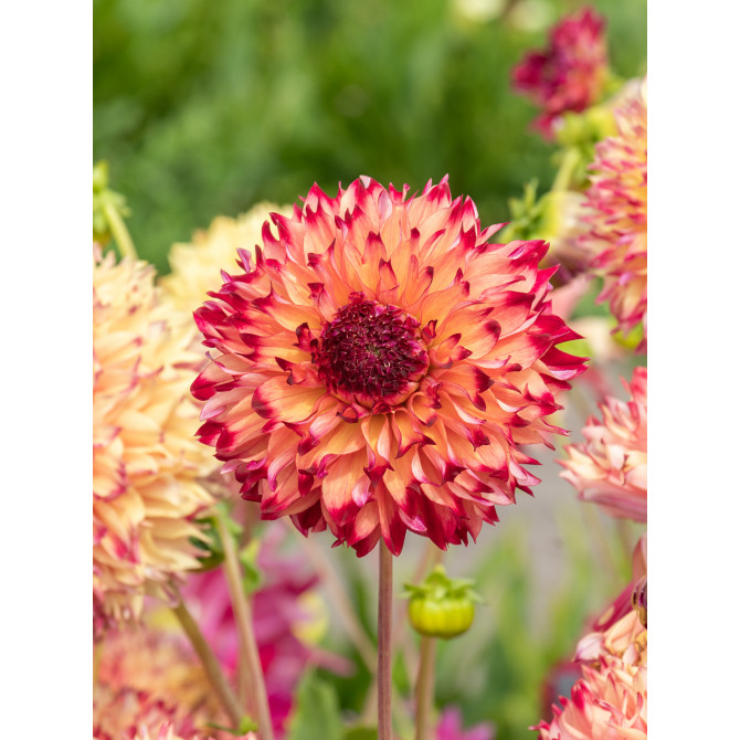 Dālijas kaktusziedu Aiyana  8gab