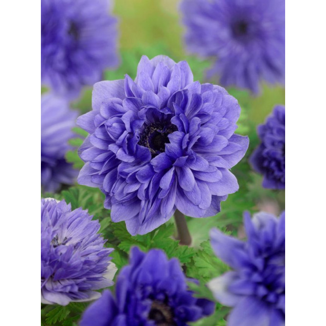 Anemones pildītas  St Brigid Lord Lieutnant  5/+ 100gab